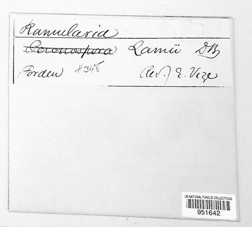 Ramularia image